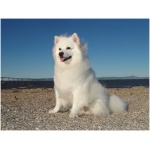 American Eskimo Dog 1