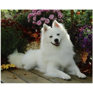 American Eskimo Dog 2