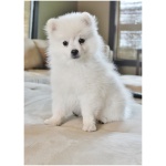 American Eskimo Dog 4