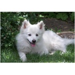 American Eskimo Dog 6