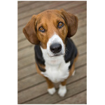 American Foxhound 9
