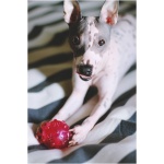 American Hairless Terrier 1
