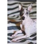 American Hairless Terrier 4