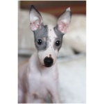 American Hairless Terrier 9