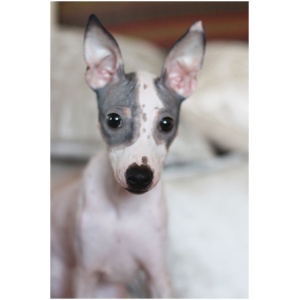 American Hairless Terrier 9