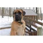 American Mastiff 8