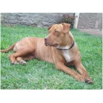 American Pit Bull Terrier 9