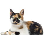 American Polydactyl 4