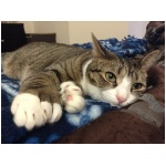 American Polydactyl 5