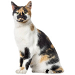 American Polydactyl 8