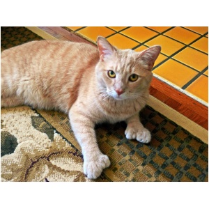 American Polydactyl 9