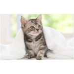American Shorthair 1
