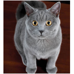 American Shorthair 2