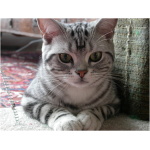 American Shorthair 3