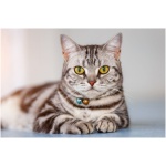 American Shorthair 4