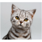 American Shorthair 5