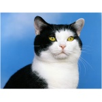 American Shorthair 7