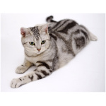 American Shorthair 8