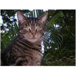 American Shorthair 9