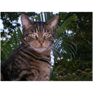 American Shorthair 9