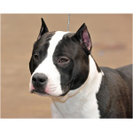 American Staffordshire Terrier 0