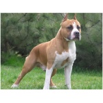 American Staffordshire Terrier 1