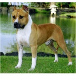 American Staffordshire Terrier 2