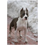 American Staffordshire Terrier 4
