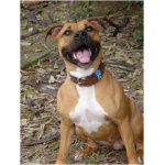 American Staffordshire Terrier 5