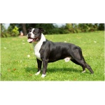 American Staffordshire Terrier 7