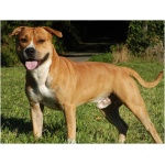 American Staffordshire Terrier 8