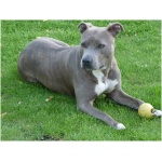 American Staffordshire Terrier 9
