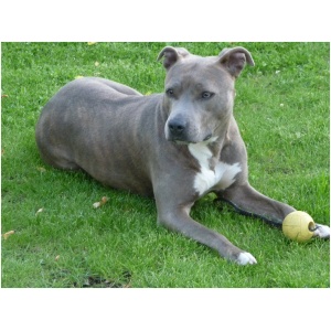 American Staffordshire Terrier 9