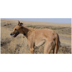 American Staghound 4