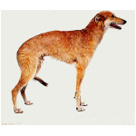 American Staghound 5