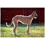 American Staghound 7
