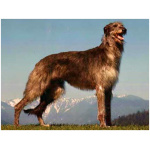American Staghound 8