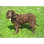 American Water Spaniel 0