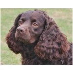 American Water Spaniel 3