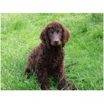American Water Spaniel 7