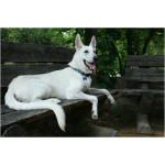 American White Shepherd 0