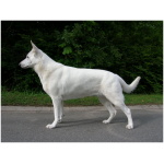 American White Shepherd 5