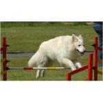 American White Shepherd 8