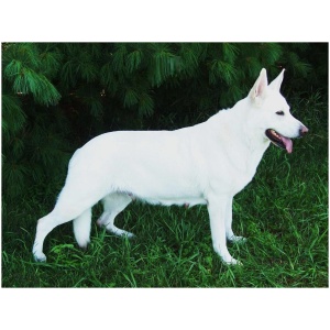 American White Shepherd 9