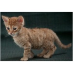American Wirehair 2