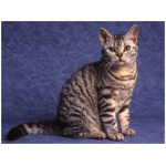 American Wirehair 6