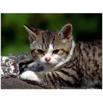 American Wirehair 8