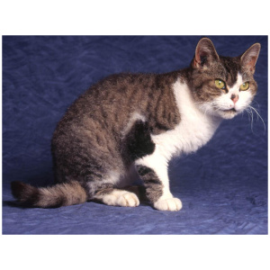 American Wirehair 9