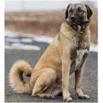 Anatolian Shepherd Dog 9