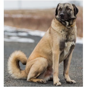 Anatolian Shepherd Dog 9